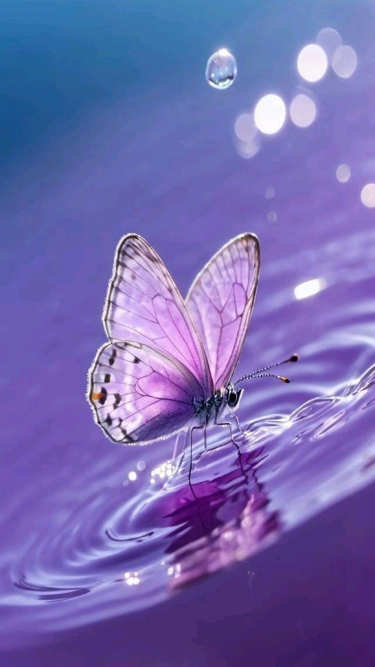 Aesthetic Butterfly DP Aesthetic Butterfly DP