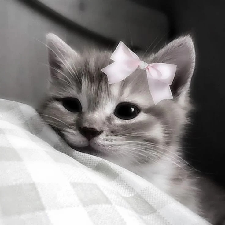 Aesthetic PFP Cat Aesthetic PFP Cat