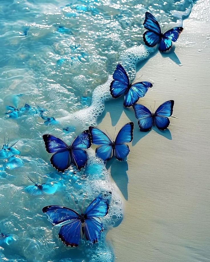 Beautiful Butterfly Photos Beautiful Butterfly Photos