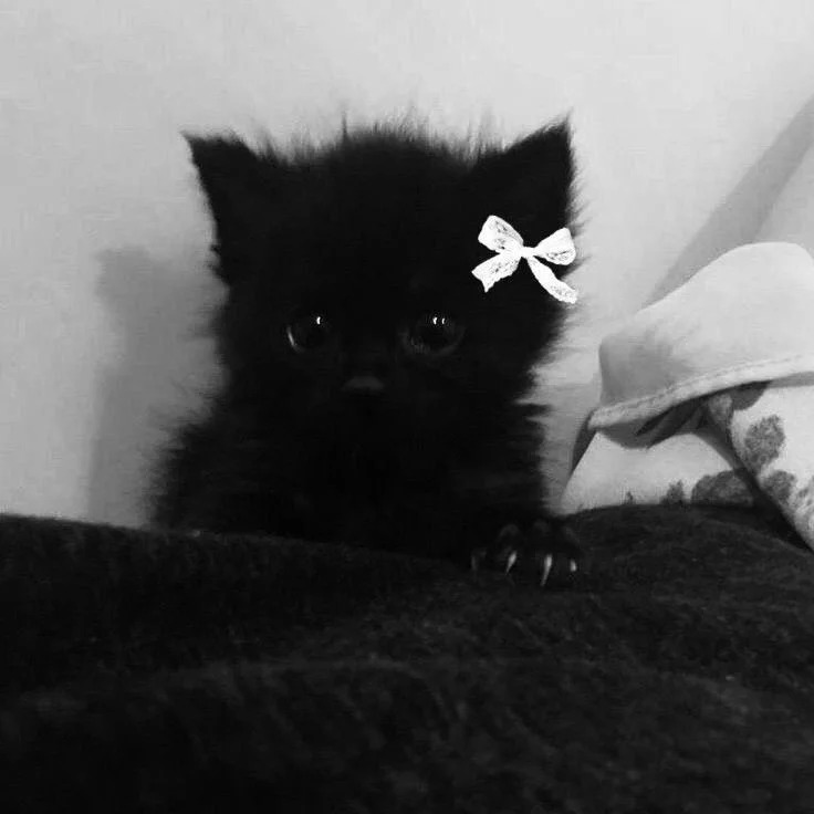Black Cat Profile Picture Black Cat Profile Picture
