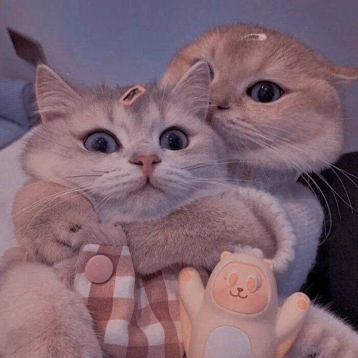 Cat Matching PFP Cat Matching PFP