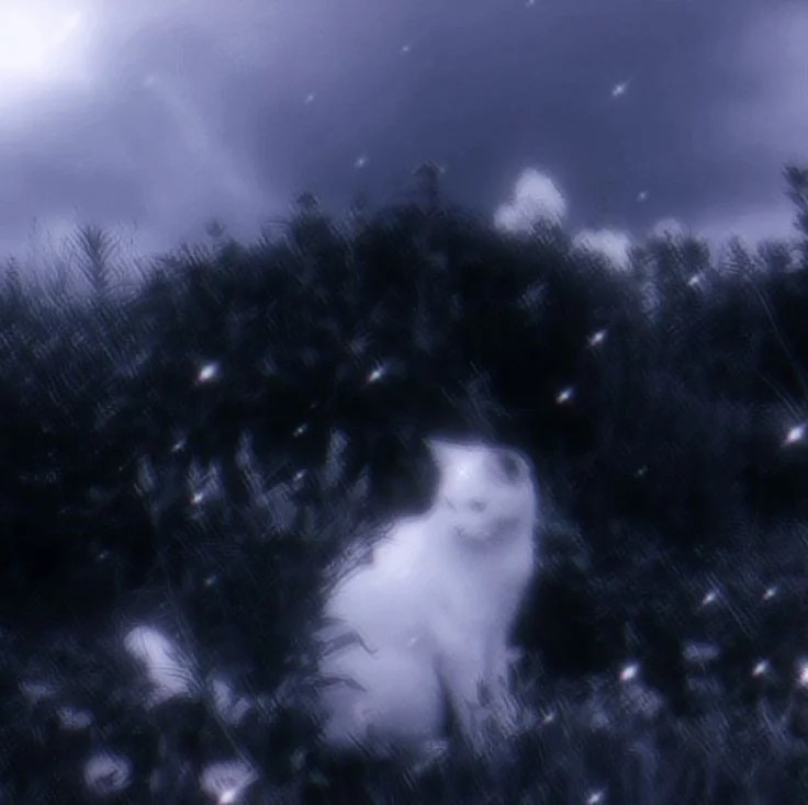 Cat PFP Aesthetic Cat PFP Aesthetic