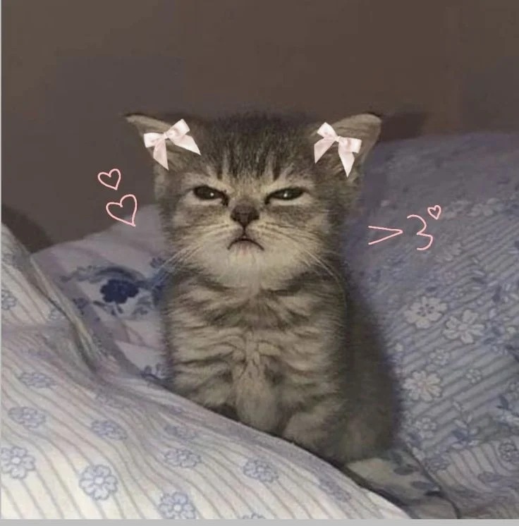 Cat PFP Meme Cat PFP Meme