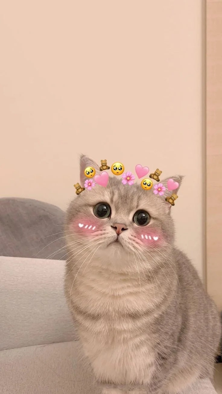 Cat PFPs Cat PFPs