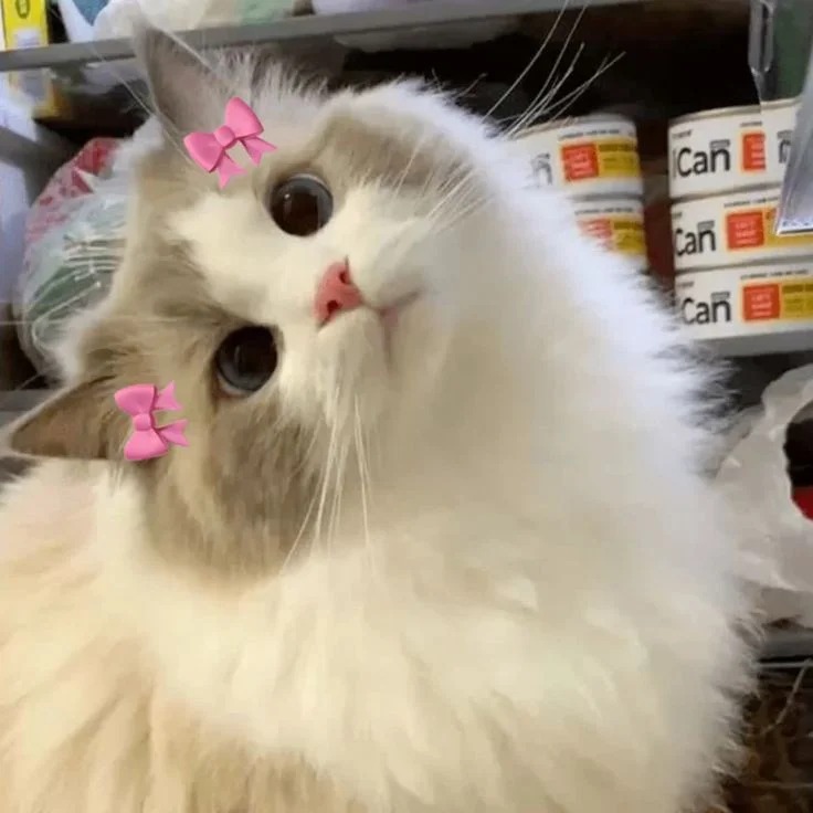 Cat Profile Picture Meme Cat Profile Picture Meme
