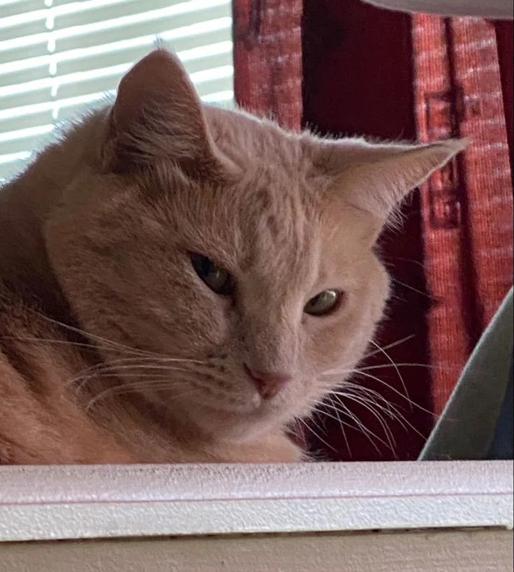 Cat Profile Picture Cat Profile Picture