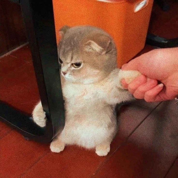 Cats PFP Cats PFP