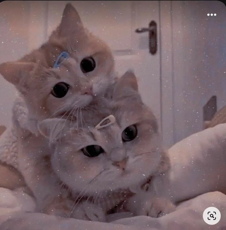 Cute Cat PFP Cute Cat PFP