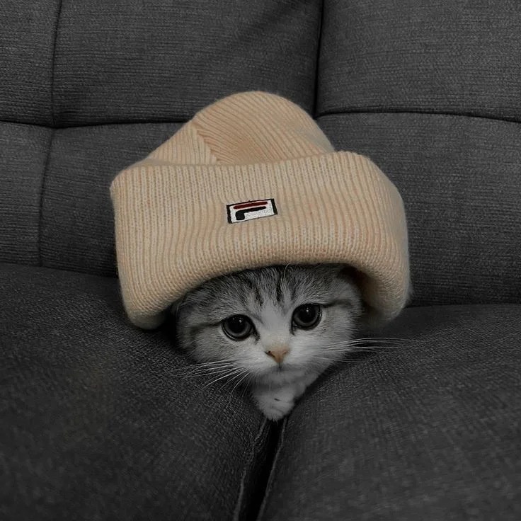 Cute Cat Pictures Cute Cat Pictures