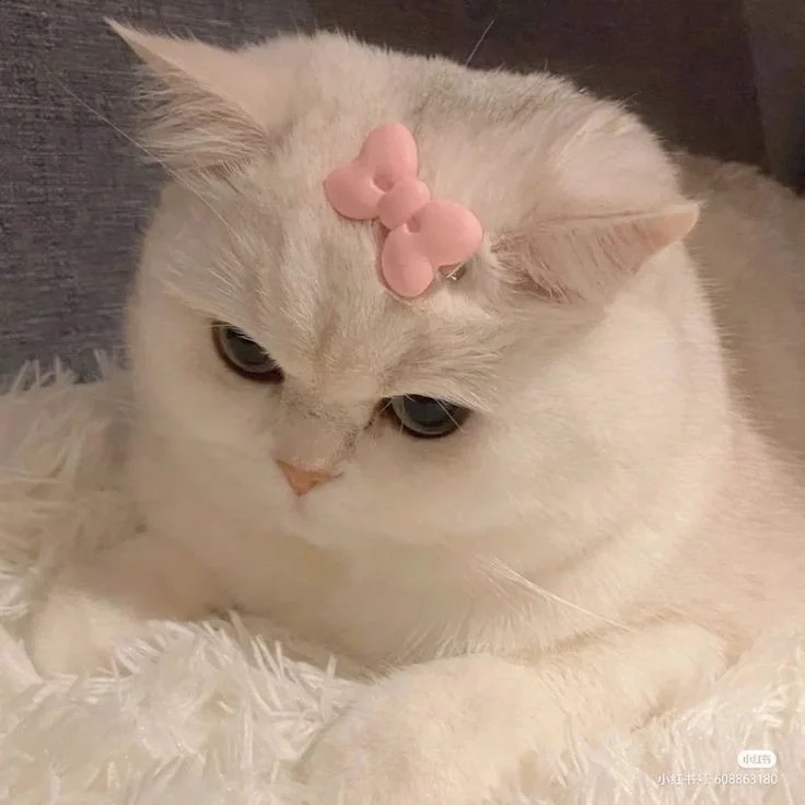 Cute Cat Profile Picture Cute Cat Profile Picture