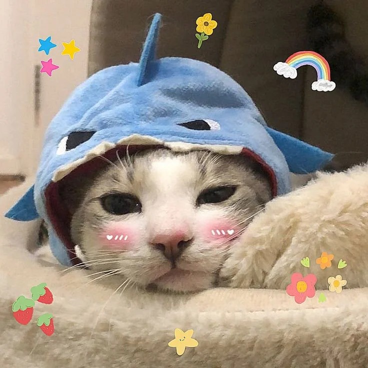Cute Cat Wallpaper Cute Cat Wallpaper