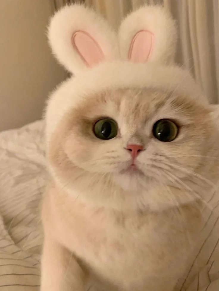 Cute Cat Cute Cat