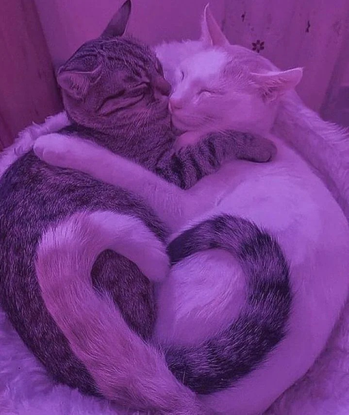 Cute PFP Cat Cute PFP Cat