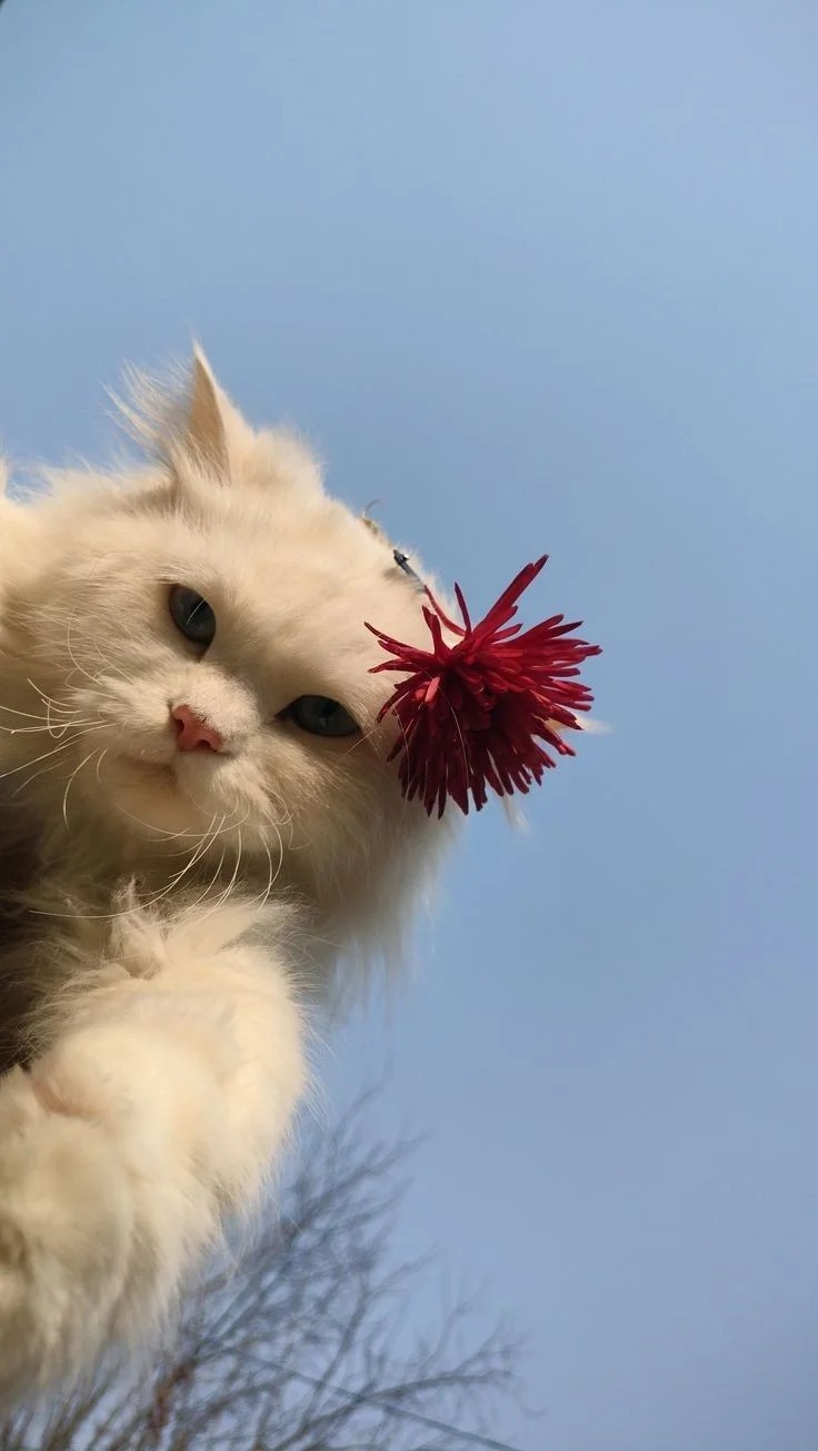 Discord PFP Cat Discord PFP Cat