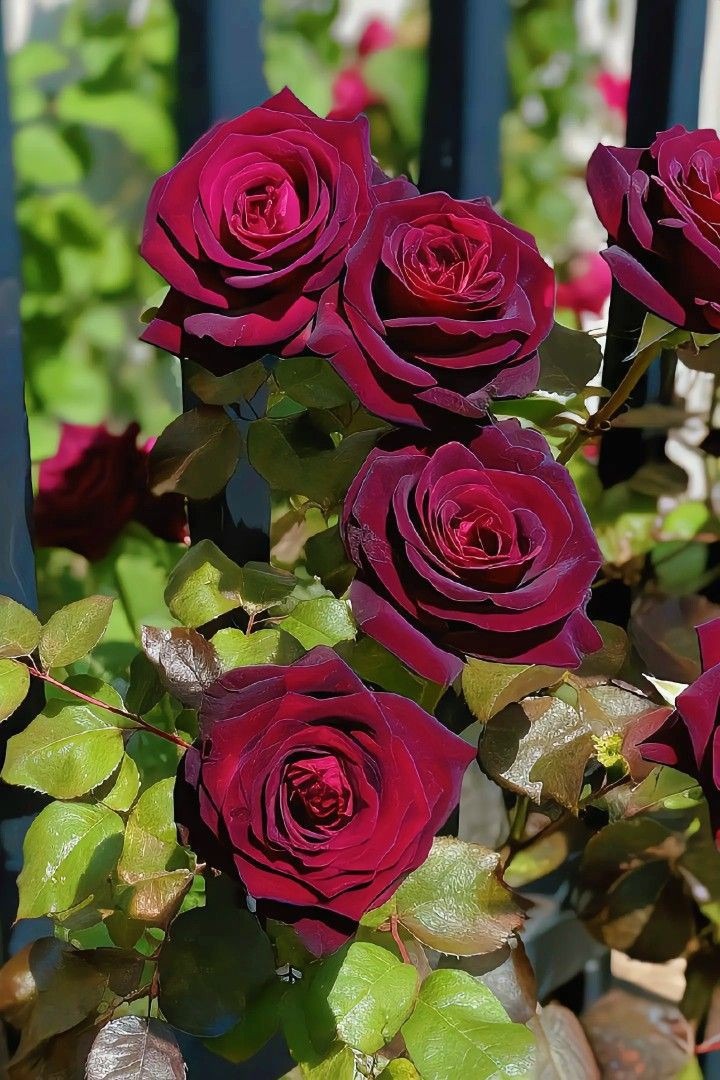 Flower Images HD Flower Images HD
