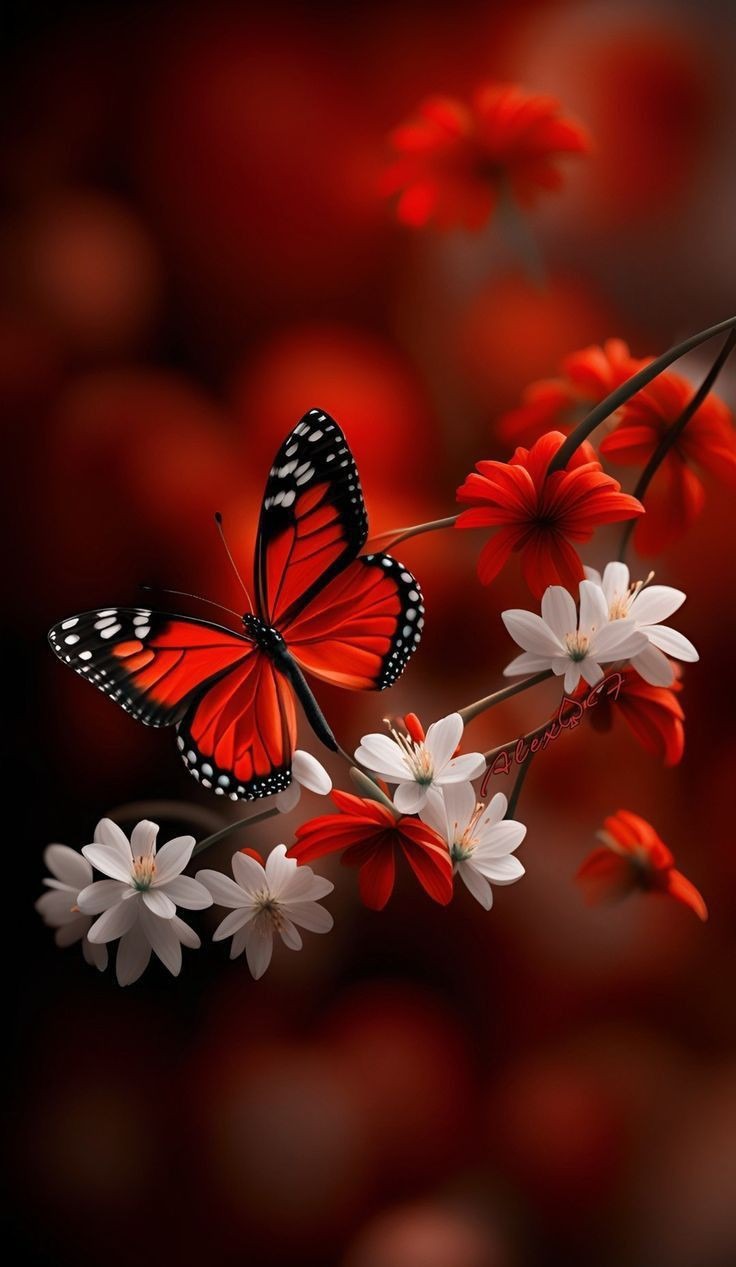 Flower Picture Flower Picture