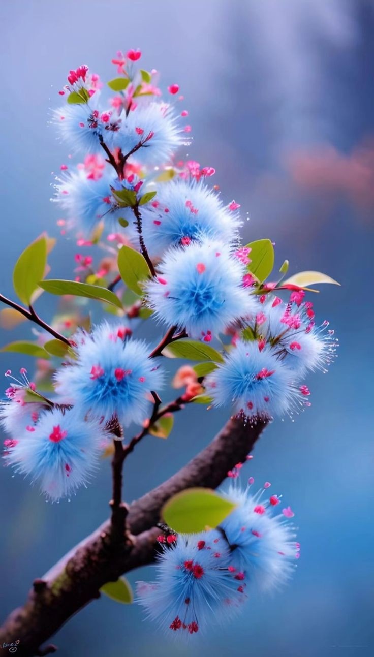 Flower Pictures Flower Pictures