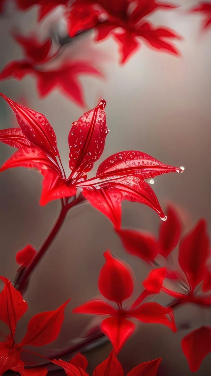 Flowers Photos Flowers Photos