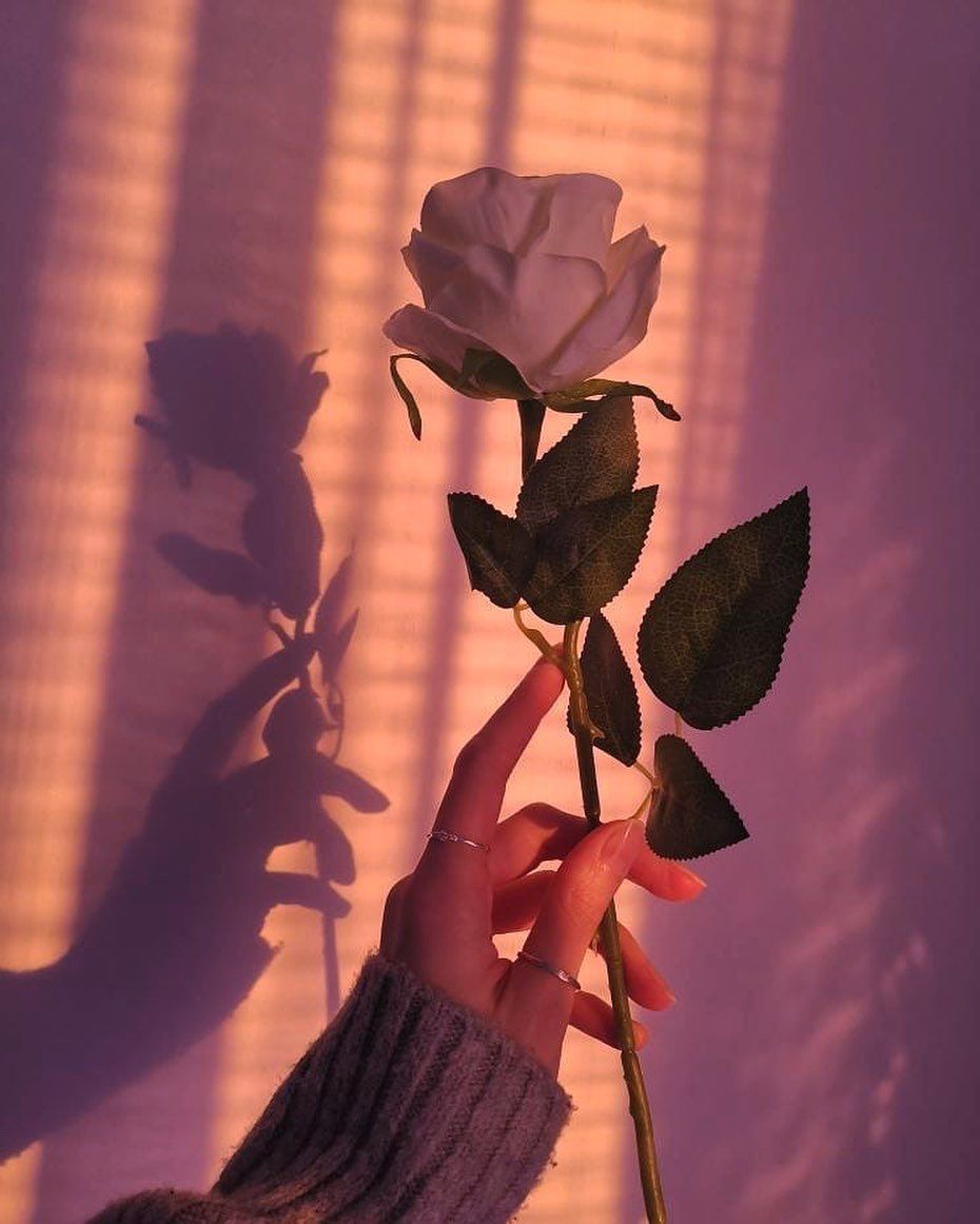 Flowers Pics Flowers Pics