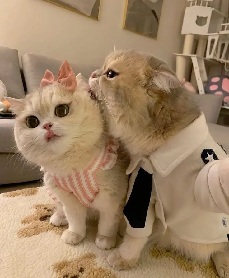 Funny Cat PFP Funny Cat PFP