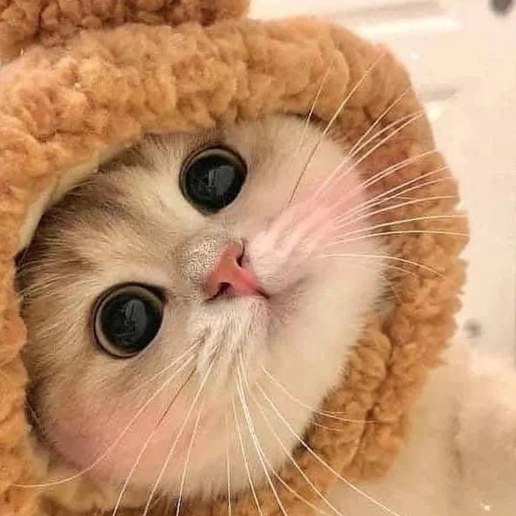 Funny Cat Profile Picture Meme Funny Cat Profile Picture Meme