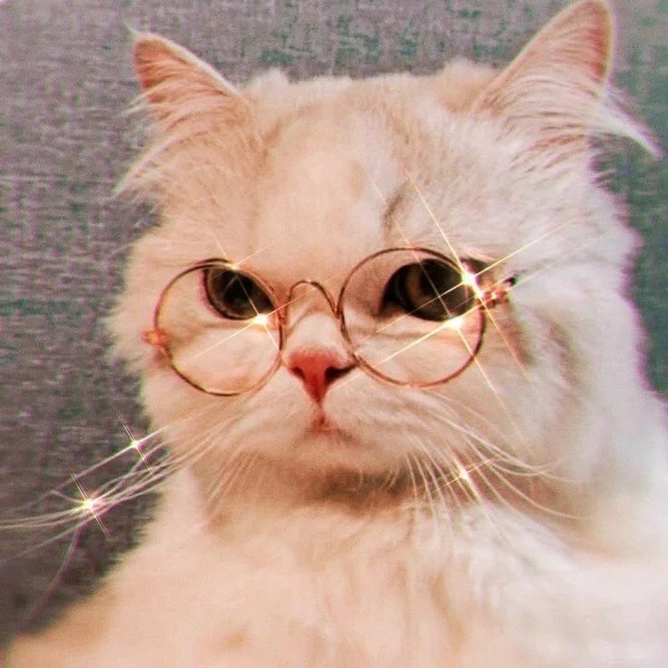 Funny Cat Profile Picture Funny Cat Profile Picture