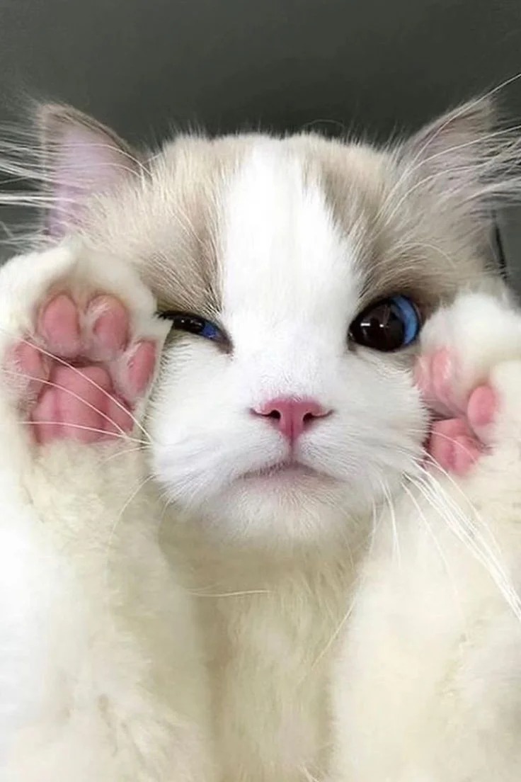 Funny PFP Cat Funny PFP Cat