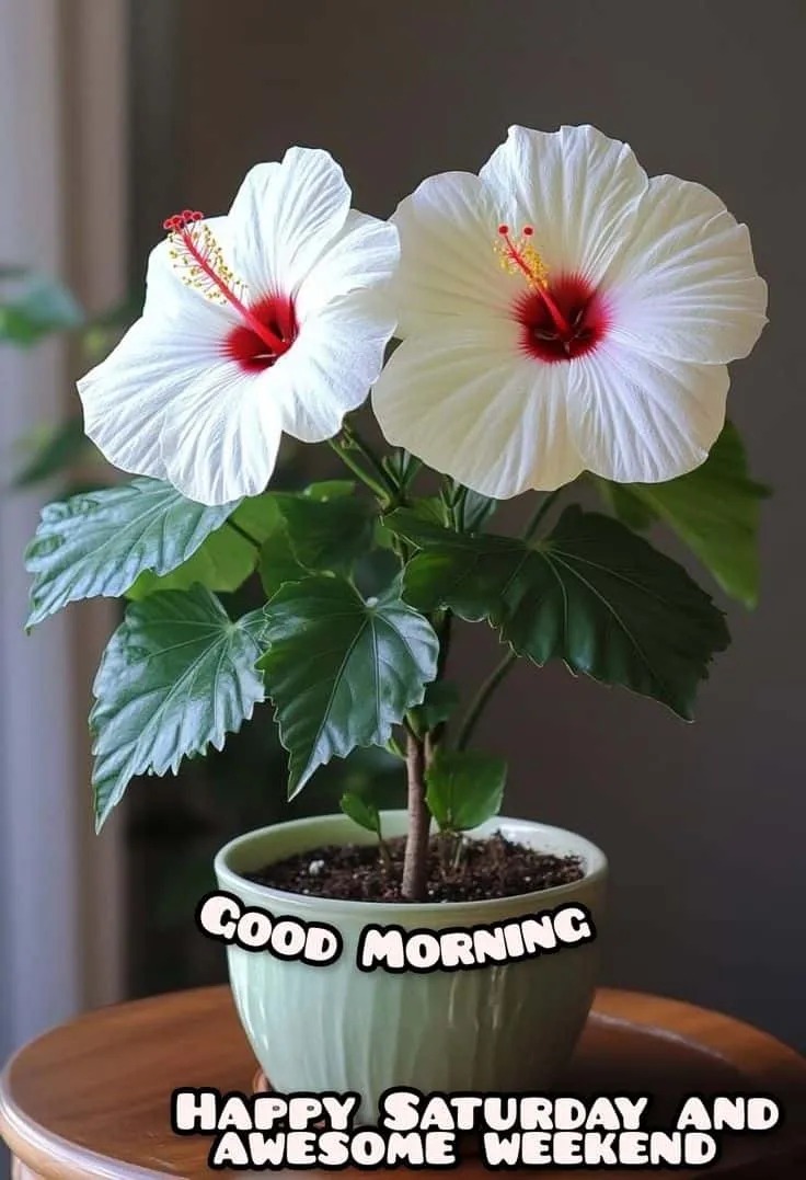 Good Morning Saturday Images for Instagram Good Morning Saturday Images for Instagram