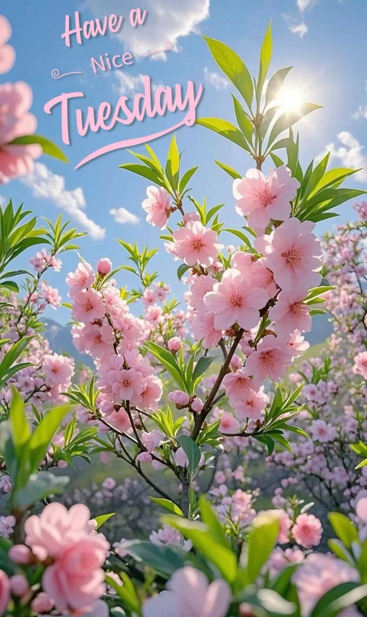 Good Morning Wishes Good Morning Wishes