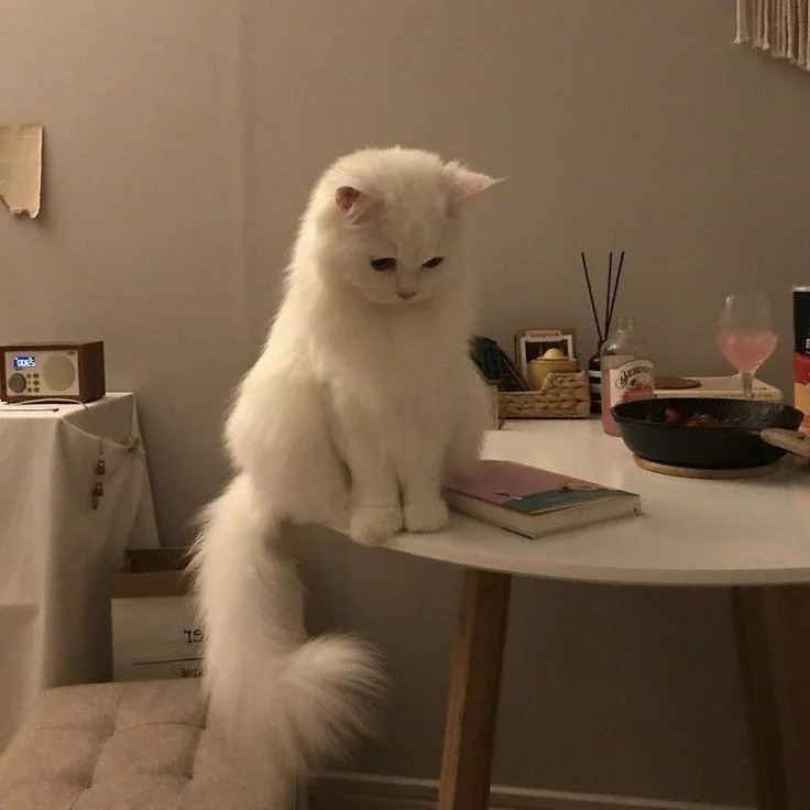 Goofy Cat PFP Goofy Cat PFP