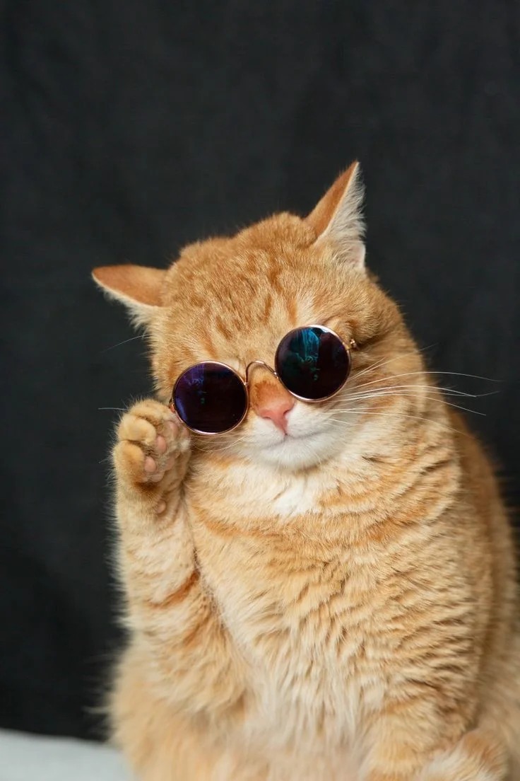 Kitty PFP Kitty PFP