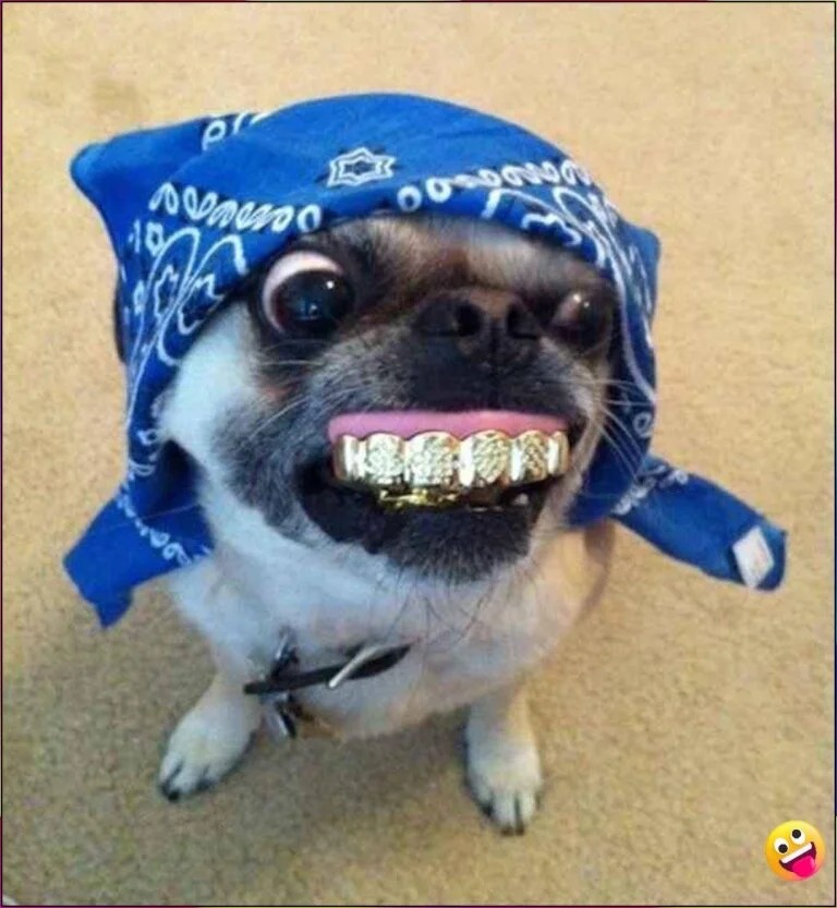 Meme Profile Picture Meme Profile Picture