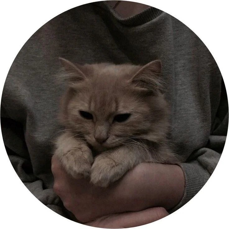 PFP Cat Funny PFP Cat Funny