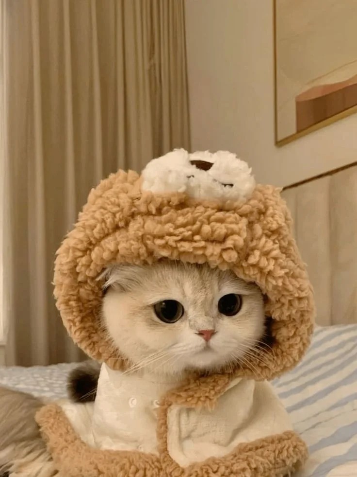 PFP Cat Profile PFP Cat Profile
