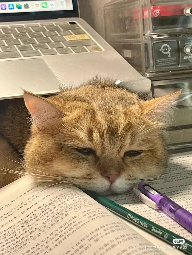 PFP Cat PFP Cat