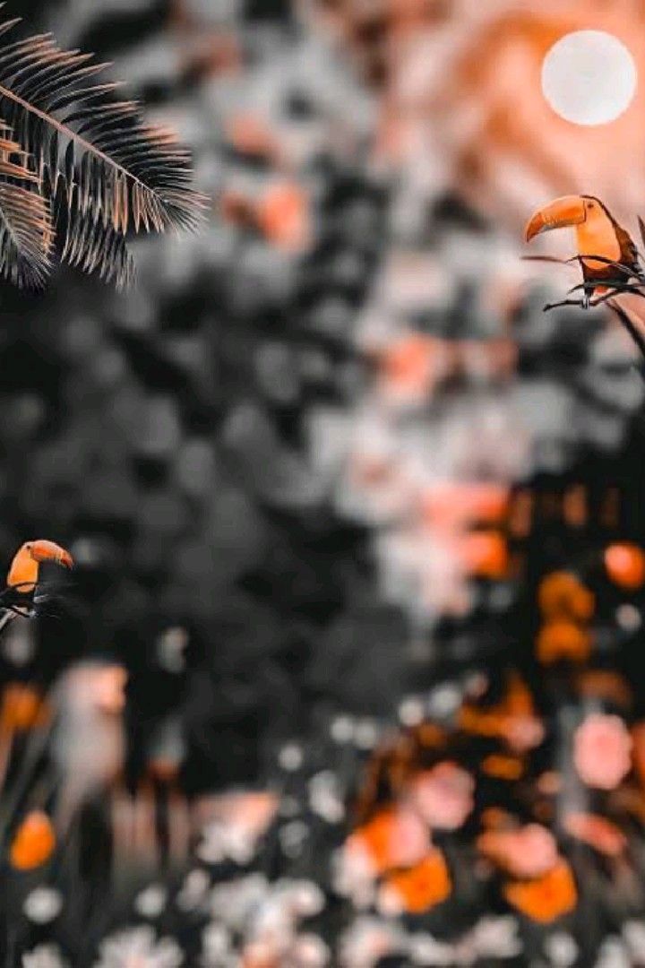Photo Editing Background Photo Editing Background