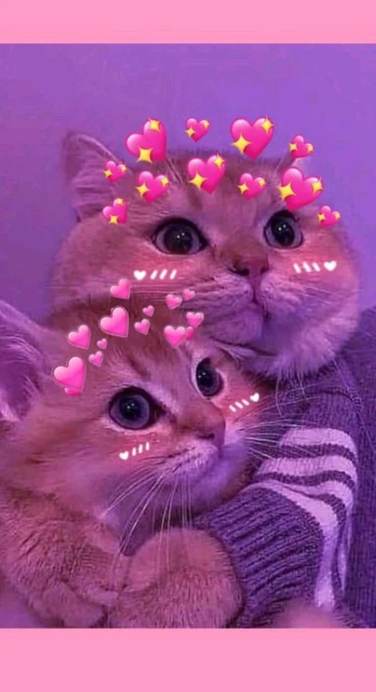 Silly Cat PFP Silly Cat PFP
