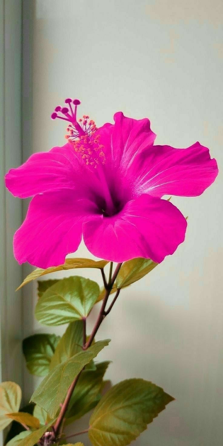 সুন্দর ফুলের ছবি সুন্দর ফুলের ছবি